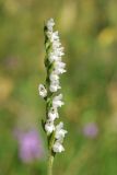 Goodyera repens
