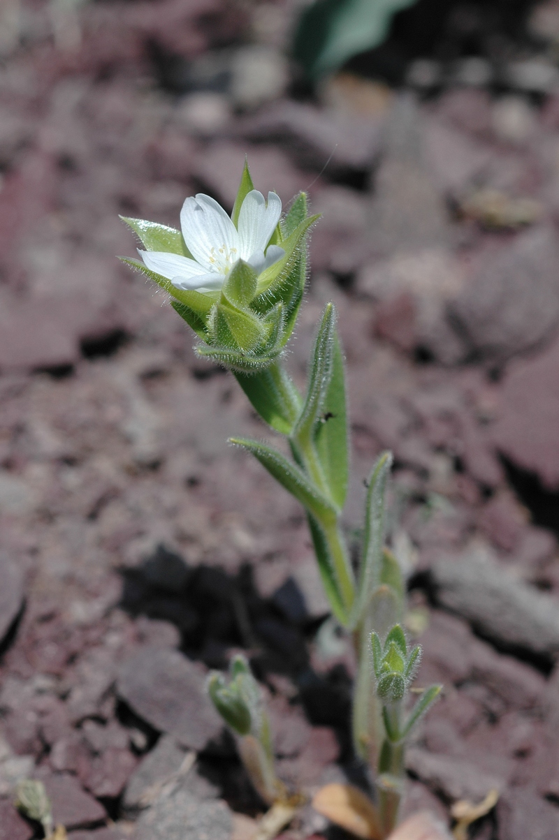 Изображение особи Cerastium inflatum.