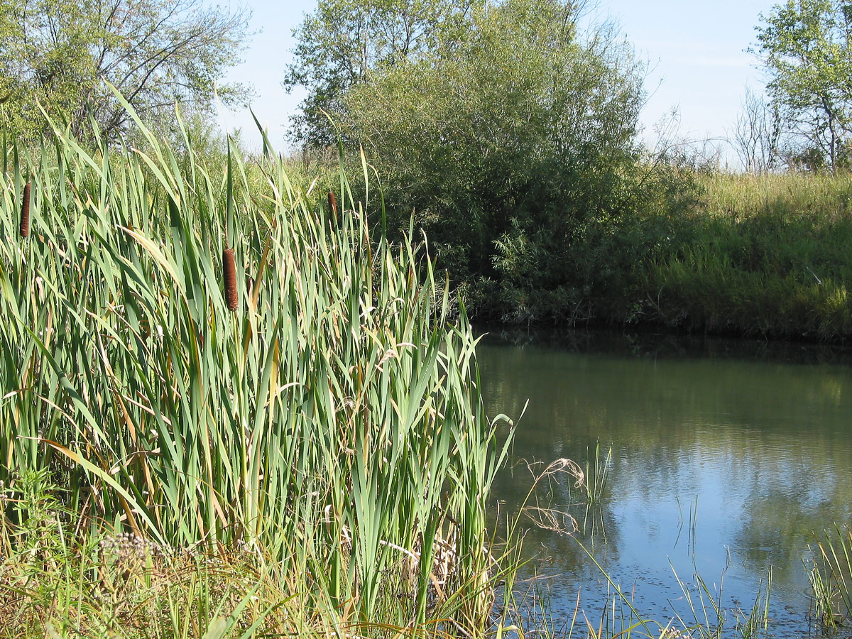 Image of Typha latifolia specimen.