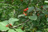 Crataegus chlorocarpa. Часть веточки с плодами и листьями. Красноярский край, окр. г. Красноярск, заповедник \"Столбы\", смешанный лес, обочина дороги. 13.08.2018.