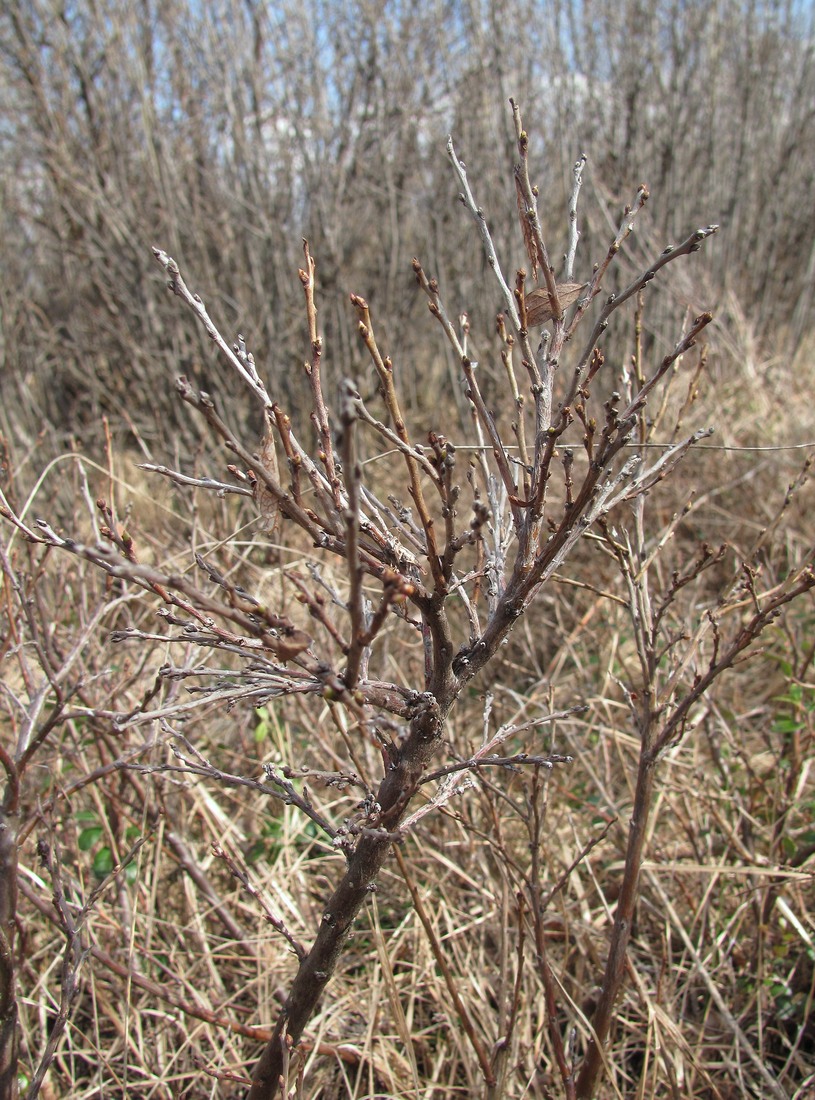 Image of Vaccinium uliginosum specimen.