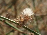 Chondrilla juncea