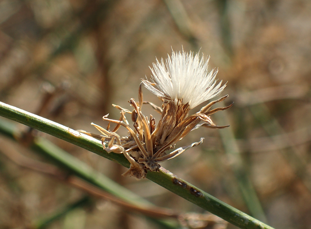 Изображение особи Chondrilla juncea.