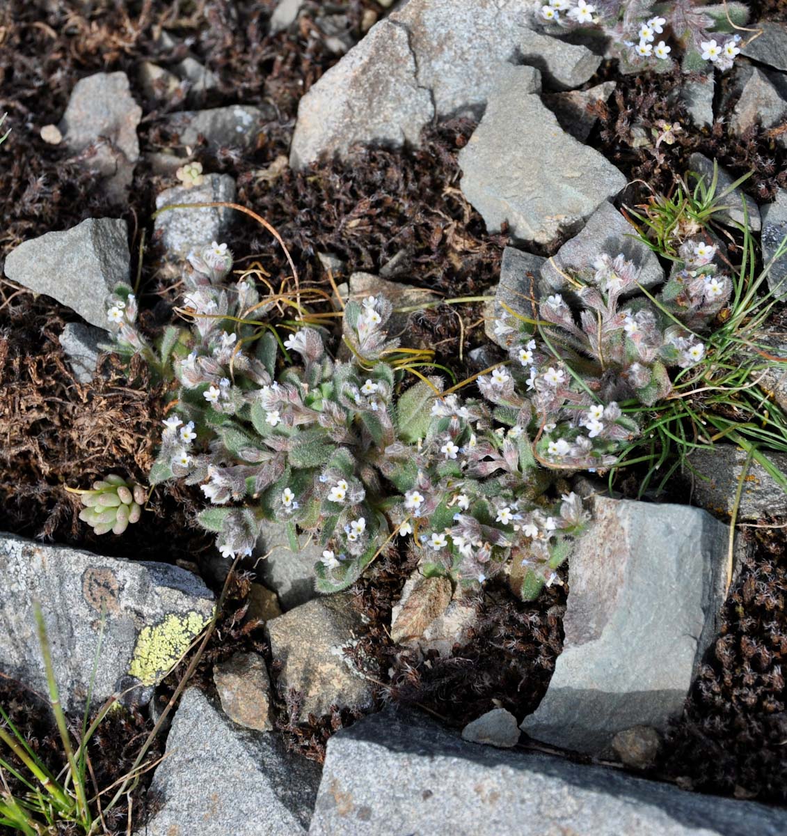 Image of Myosotis pusilla specimen.