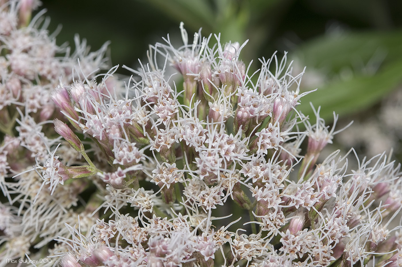 Image of Eupatorium cannabinum specimen.