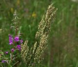 Rumex thyrsiflorus