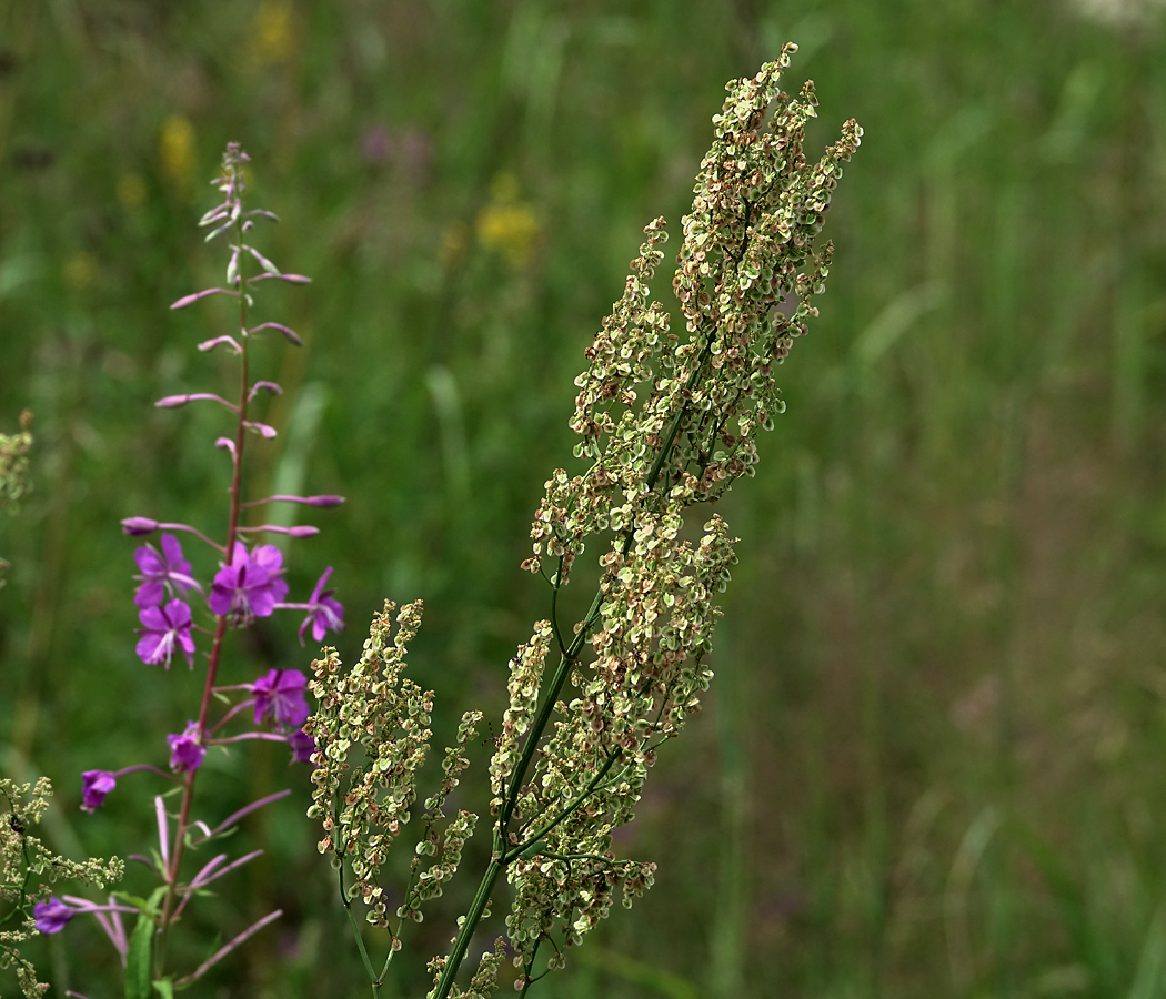 Изображение особи Rumex thyrsiflorus.