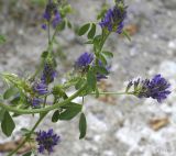 Medicago sativa