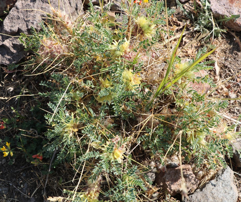 Image of Astragalus aureus specimen.