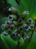 Bergenia crassifolia