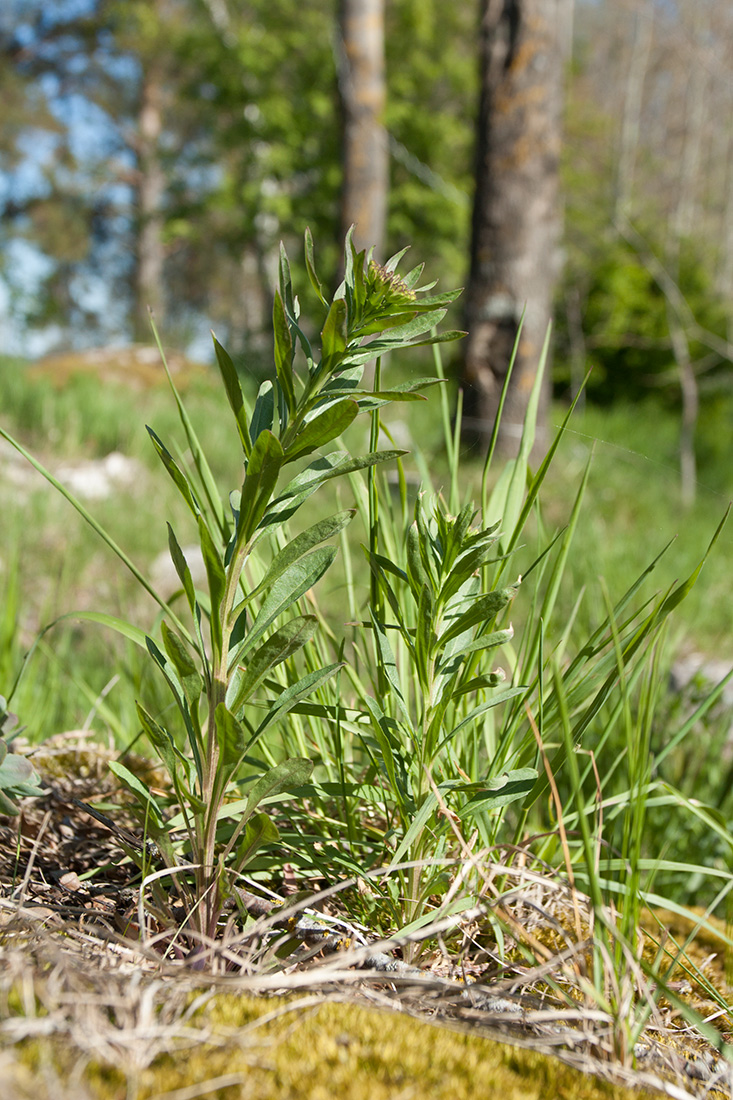 Image of Erysimum hieraciifolium specimen.