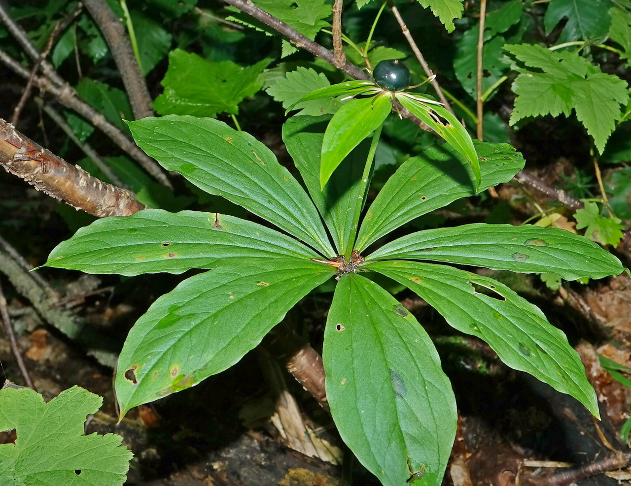 Image of Paris incompleta specimen.