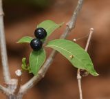 Rauvolfia tetraphylla