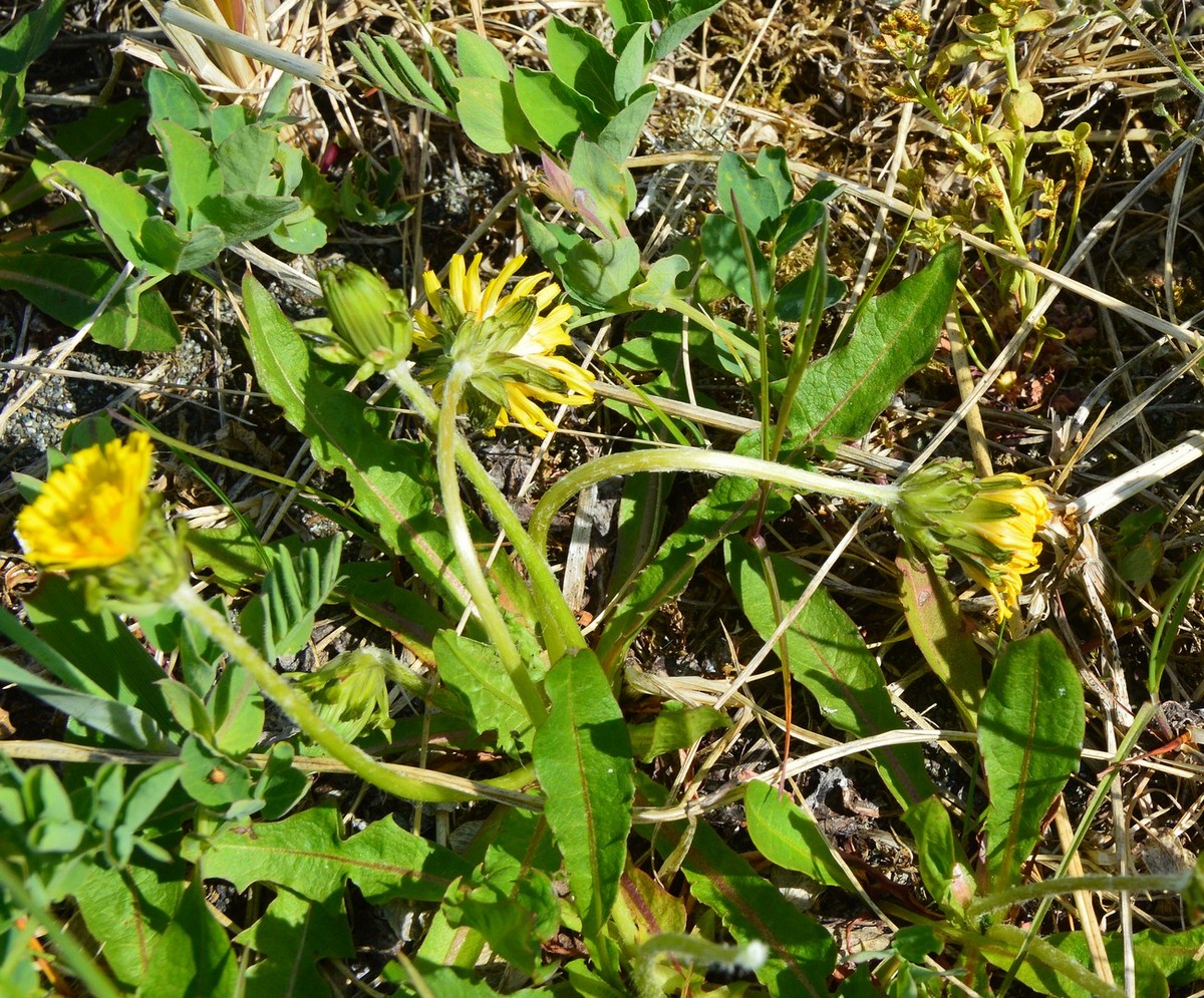 Image of Taraxacum ceratophorum specimen.