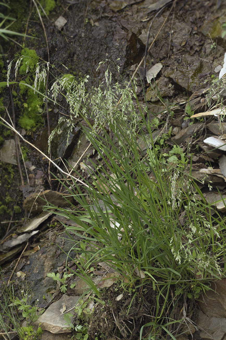 Image of Poa radula specimen.