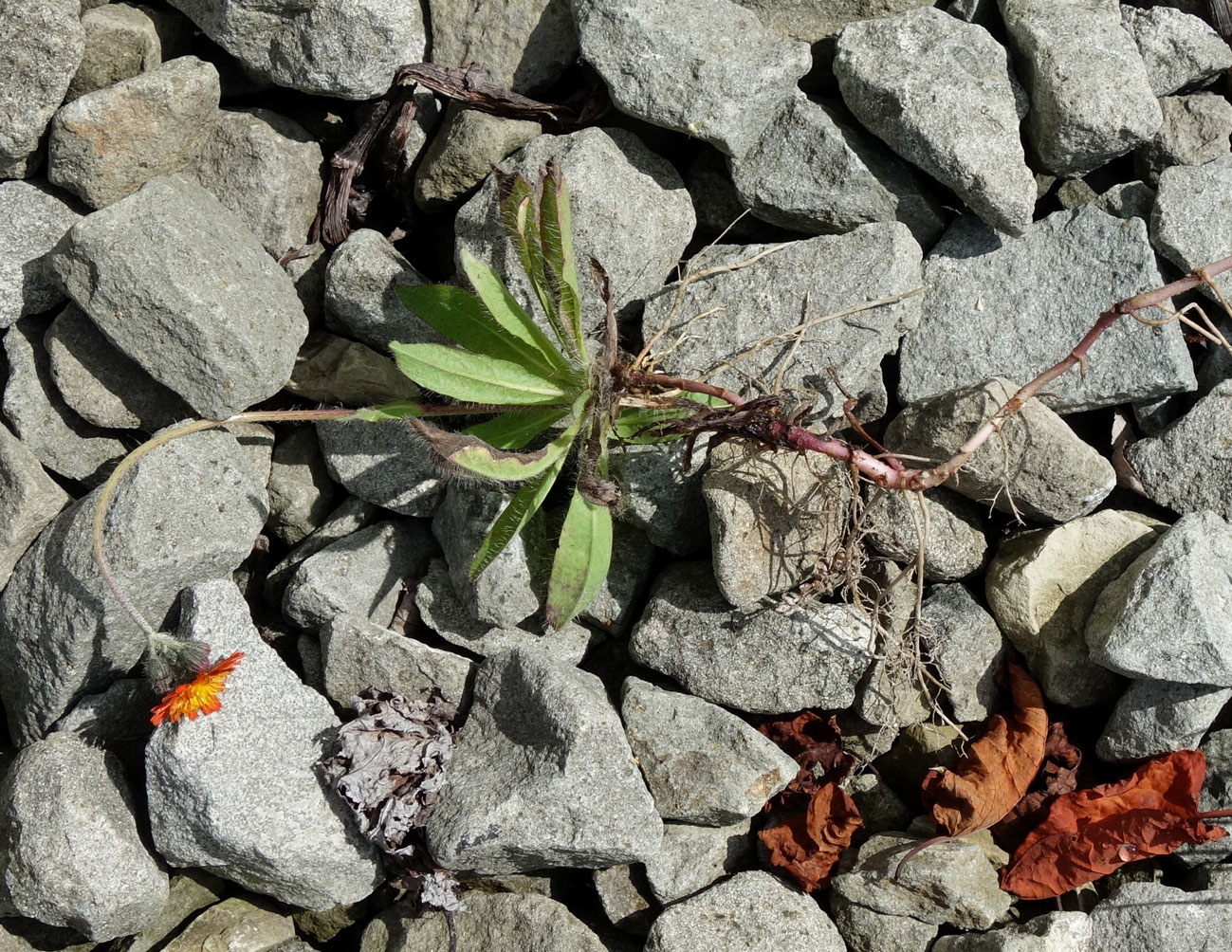 Изображение особи Pilosella aurantiaca.