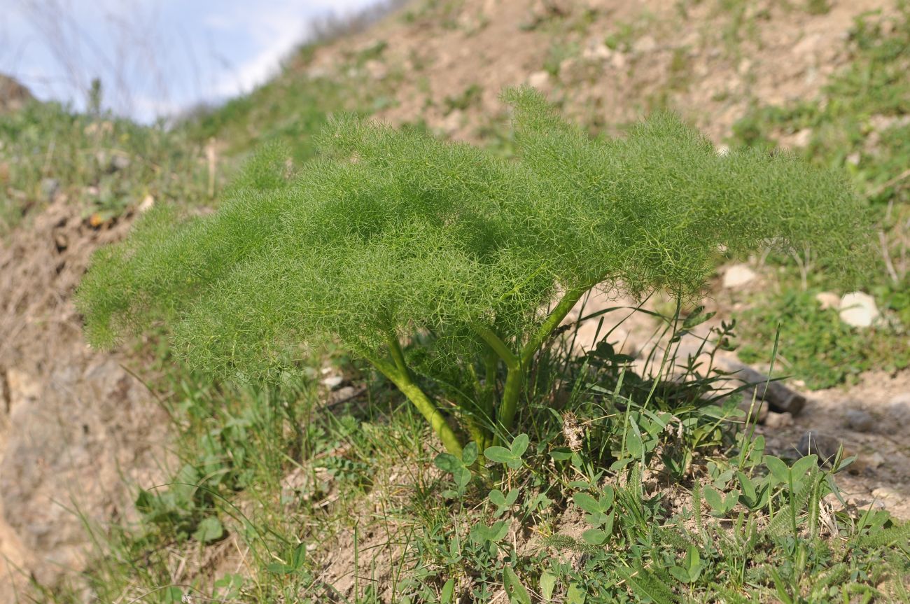 Image of Prangos ferulacea specimen.