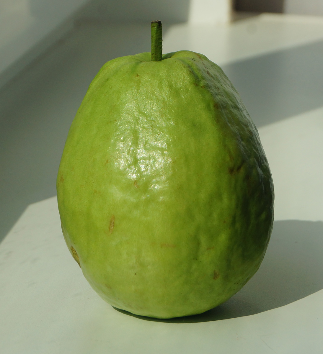 Изображение особи Psidium guajava.
