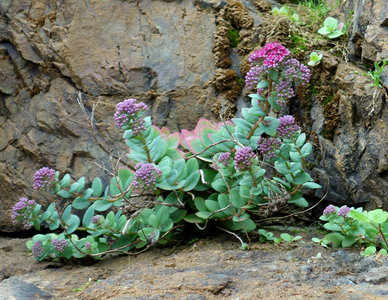 Изображение особи Hylotelephium triphyllum.