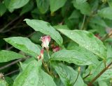 Lonicera karelinii. Верхушка побега с цветками. Кыргызстан, Иссык-Кульская обл., Семёновское ущелье, около ручья. 01.06.2019.