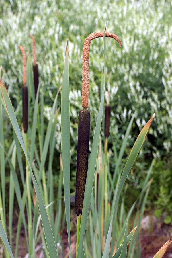 Image of Typha latifolia specimen.