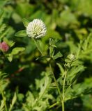 Trifolium pratense var. albiflorum