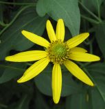 Rudbeckia laciniata. Соцветие (немахровая форма). Санкт-Петербург, клумба. 9 августа 2010 г.