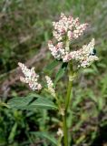 Aconogonon alpinum. Верхушка побега с развивающимся соцветием. Кыргызстан, Чуйская обл., Аламудунский р-н, долина р. Ала-Арча, терраса. 27.05.2019.