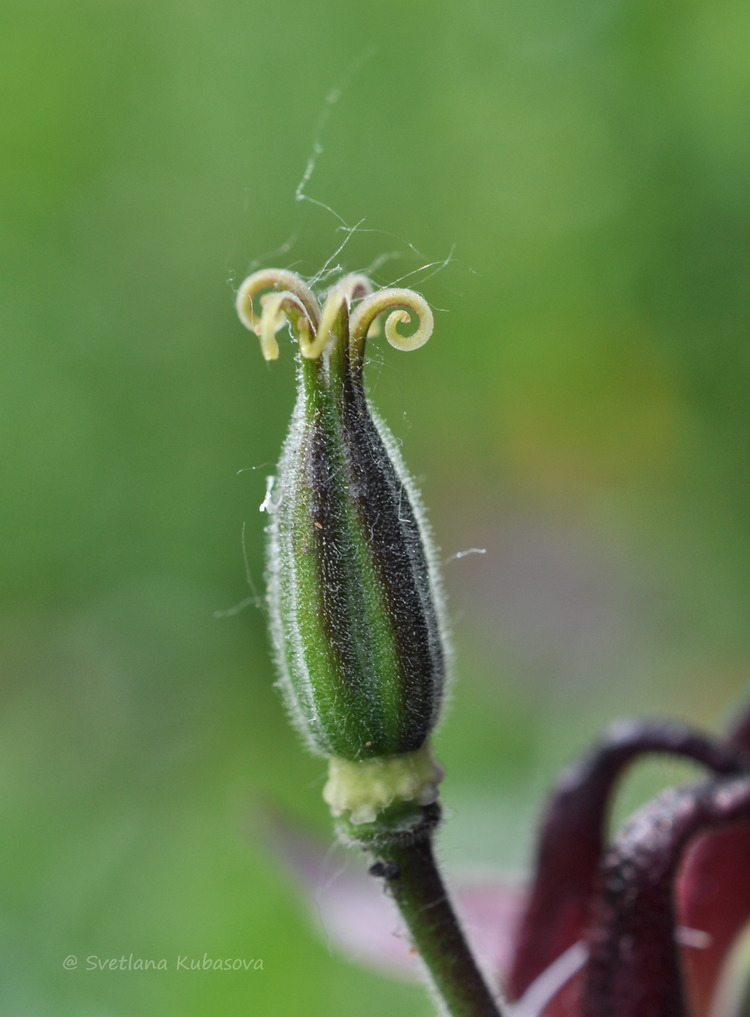 Image of Aquilegia oxysepala specimen.