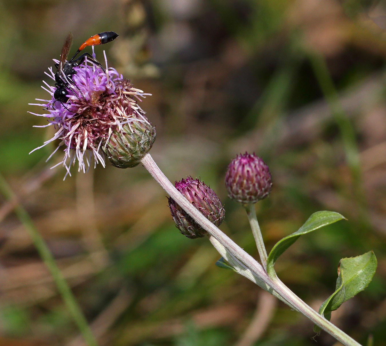 Image of Cirsium setosum specimen.