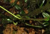 Anthurium supraglandulum