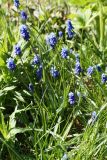 Muscari botryoides. Цветущее растение в сообществе со злаками. Ленинградская обл., Ломоносовский р-н, дер. Дубки, в культуре. 10.05.2020.