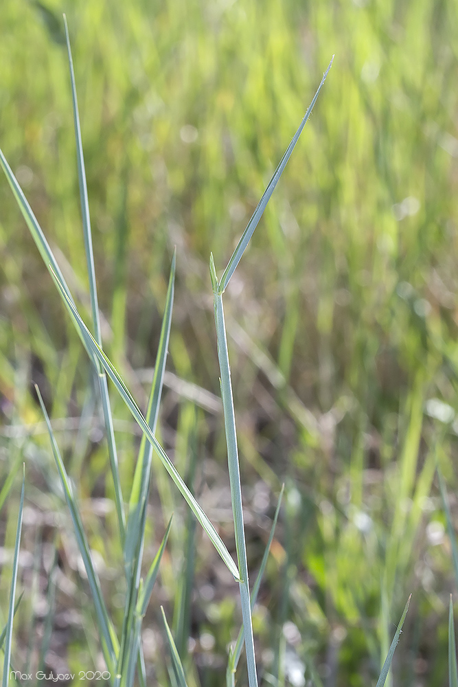 Image of genus Elytrigia specimen.