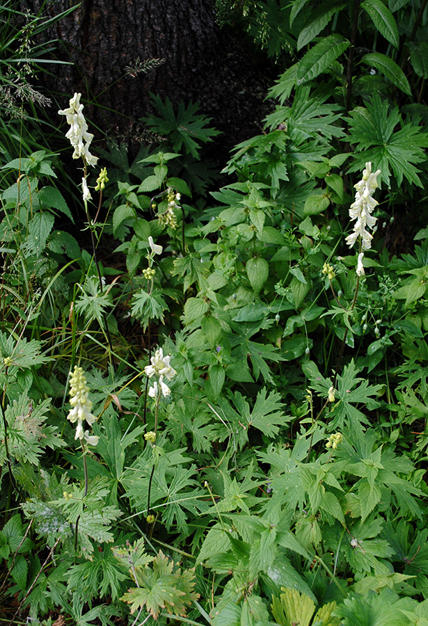 Image of Aconitum krylovii specimen.