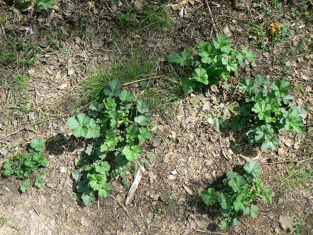 Image of Geum macrophyllum specimen.