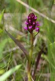 род Dactylorhiza