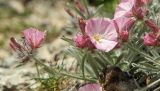 Convolvulus tauricus