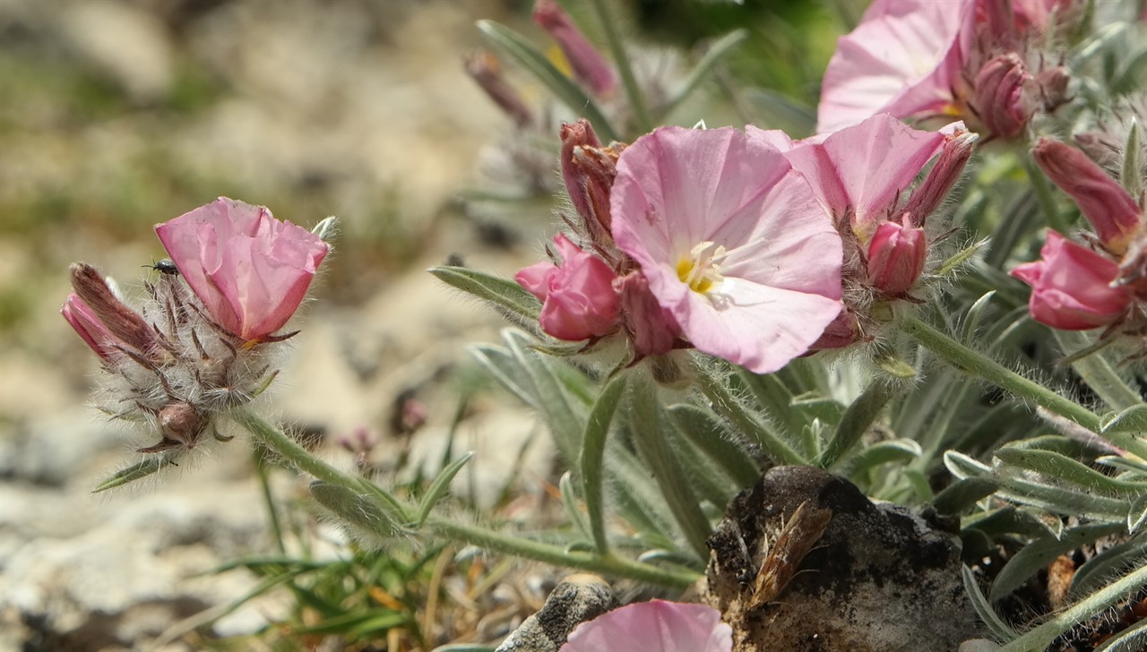 Изображение особи Convolvulus tauricus.