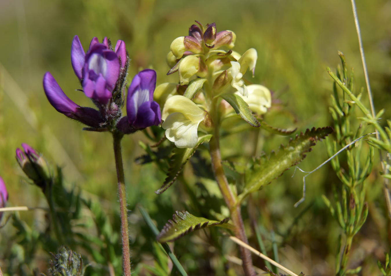 Изображение особи Pedicularis lapponica.