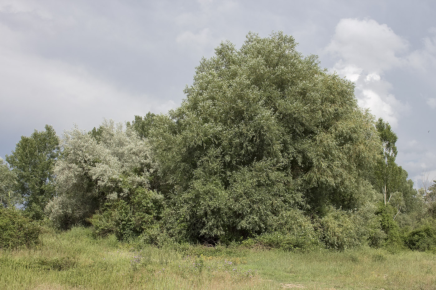 Image of Salix alba specimen.