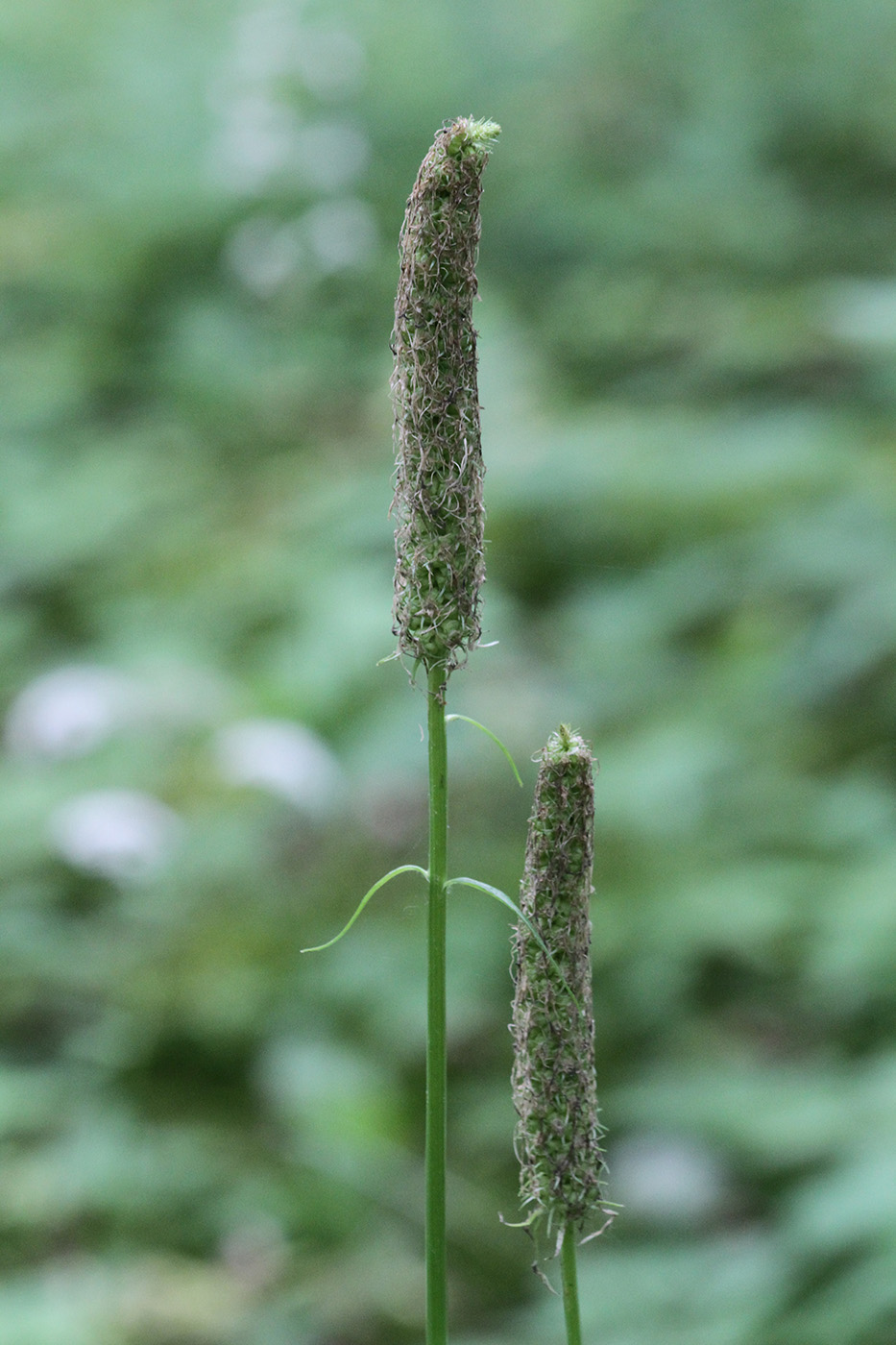 Image of Phyteuma spicatum specimen.