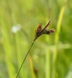 genus Carex. Верхушка плодоносящего побега. Пермский край, г. Пермь, Кировский р-н, пос. Кировский, дол. р. Заборная, суходольный луг вдоль железнодорожной насыпи. 08.07.2020.