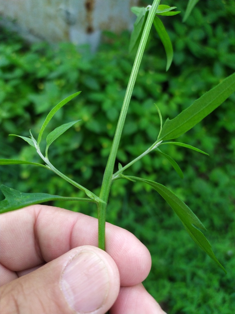 Image of Atriplex patula specimen.