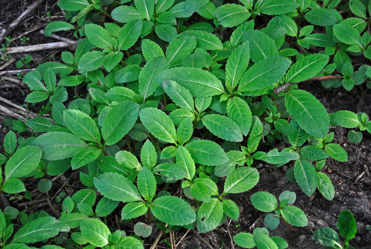 Image of Impatiens glandulifera specimen.