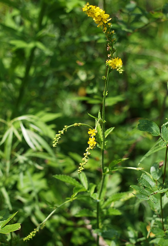 Image of Agrimonia viscidula specimen.