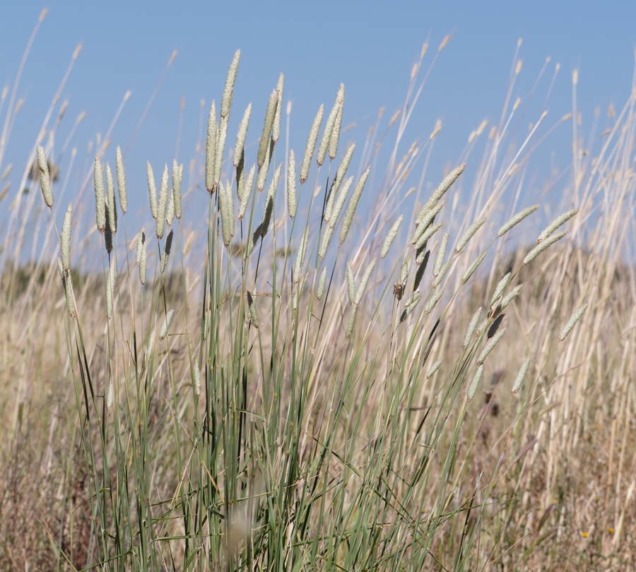 Изображение особи Phalaris aquatica.