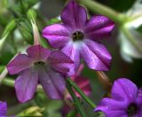 Nicotiana alata