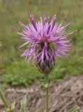 Centaurea adpressa. Верхушка побега с соцветием. Украина, г. Запорожье, балка возле трассы на Васильевку, южнее Опытной станции, степь. 14.10.2020.