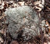 Cladonia rangiferina