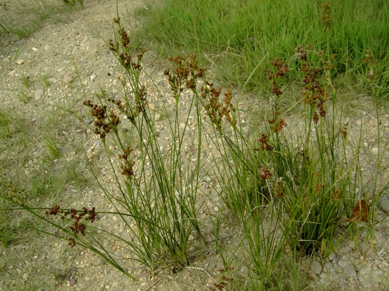 Изображение особи Juncus compressus.